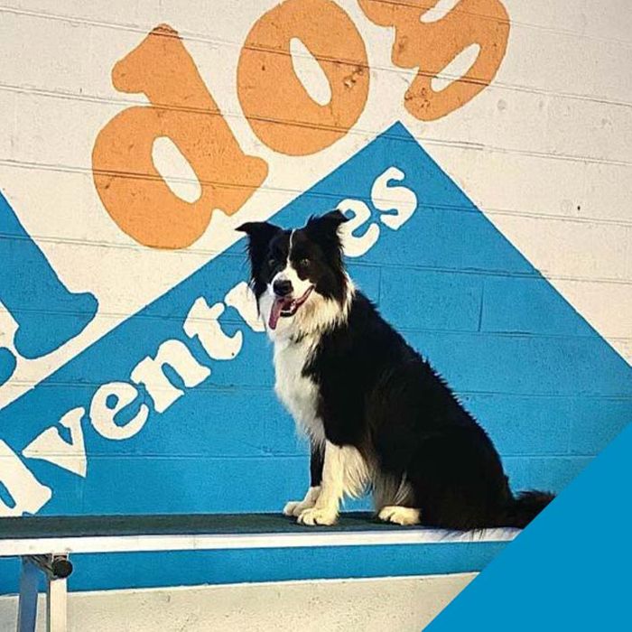 Overnight Dog Boarding in Richmond, VA All Dog Adventures All Dog